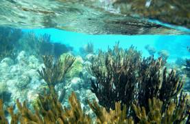 Belize