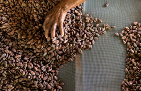 Grenada Chocolate